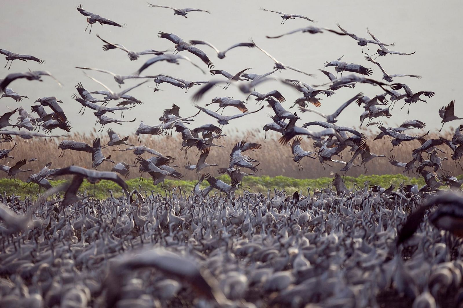 Cranes at the Hula Valley. Photo by Ilan Ramati/Flash90