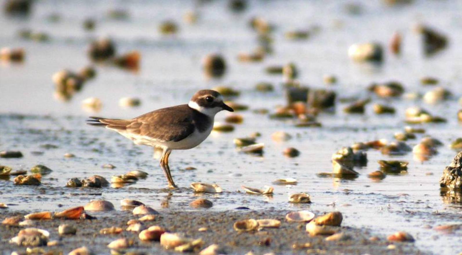 Cornel Dinu la Dolce: "Enache era mai potrivit pentru rolul din Suleiman Magnificul decât pentru fotbal. Mă mir că nu l-a oprit Osmanli în Turcia" 