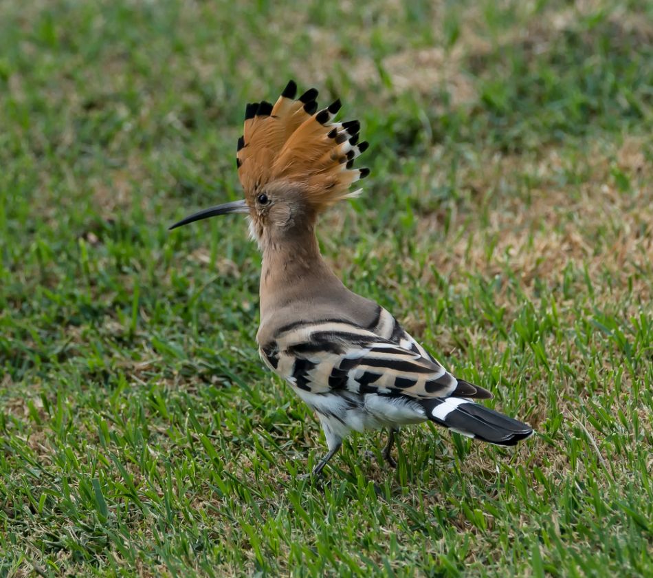 Image of hoopoe via Shutterstock.com