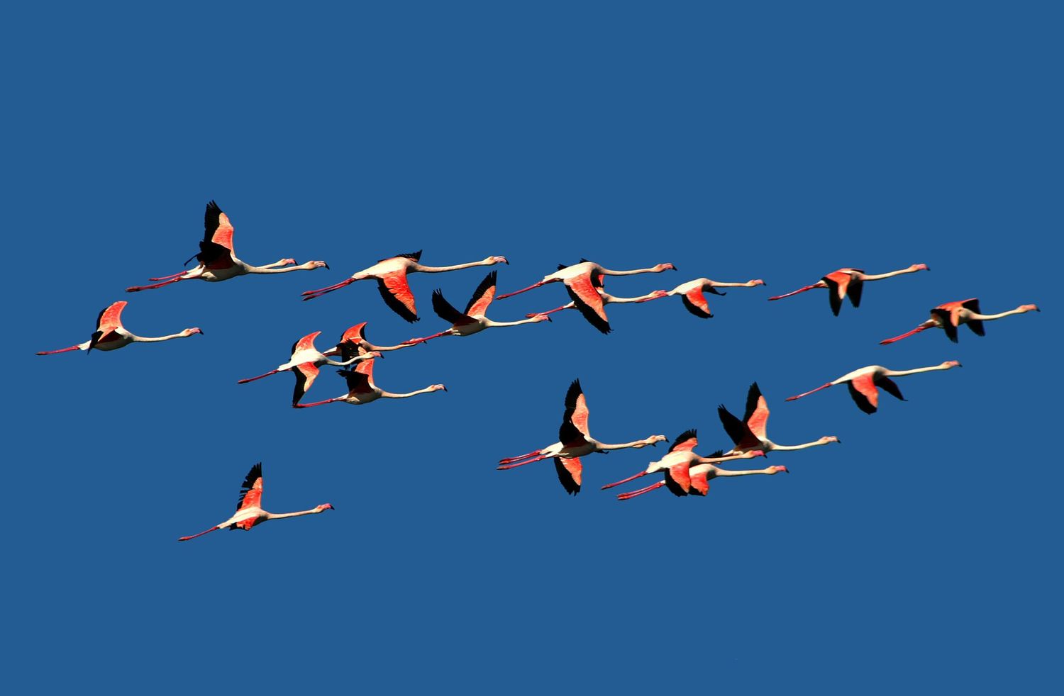 "Flamingos" by Elad Gonen