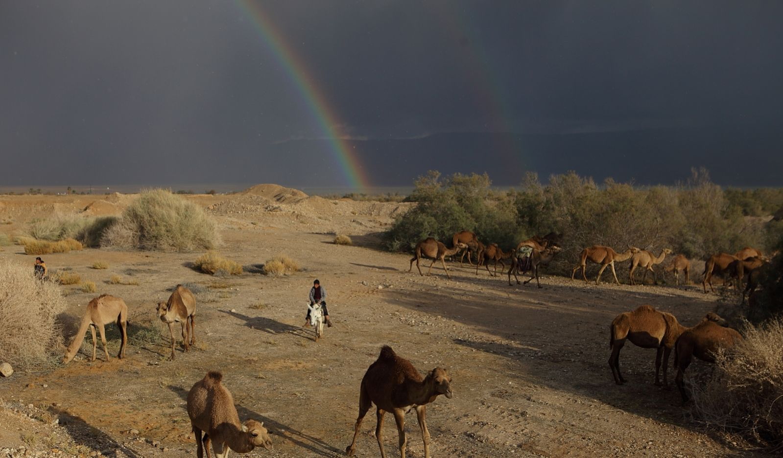 Camels wander near the Dead Sea under a rainbow sky. Photo by Yaakov Naumi/FLASH90 Camels wander near the Dead Sea under a rainbow sky. Photo by Yaakov Naumi/FLASH90