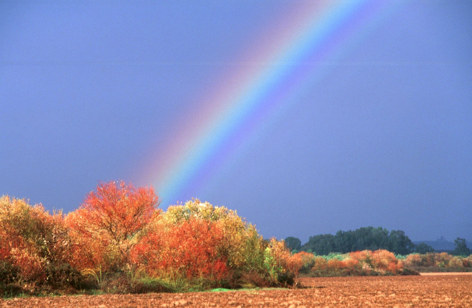 A rainbow stands behind autumn trees in Tel Dan Nature Reserve in northern Israel. Photo by Doron Horowitz/FLASH90 A rainbow stands behind autumn trees in Tel Dan Nature Reserve in northern Israel. Photo by Doron Horowitz/FLASH90