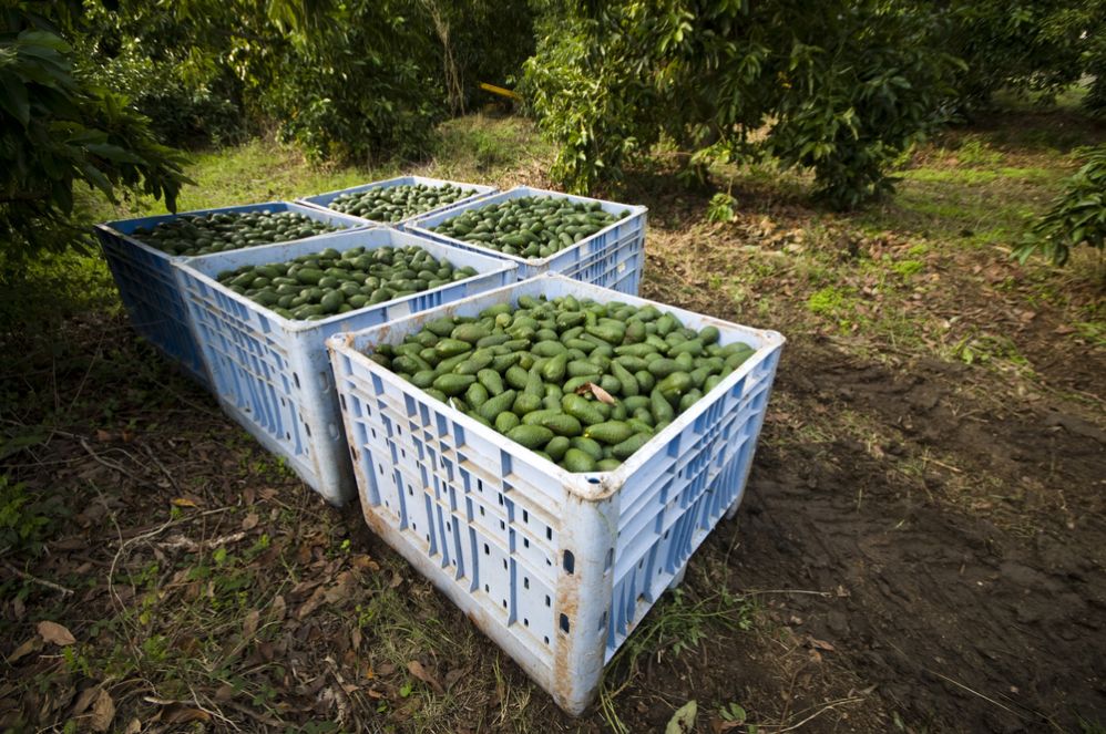 Israeli farmers grow many different species of avocado, most of it for export. Photo via Shutterstock.com