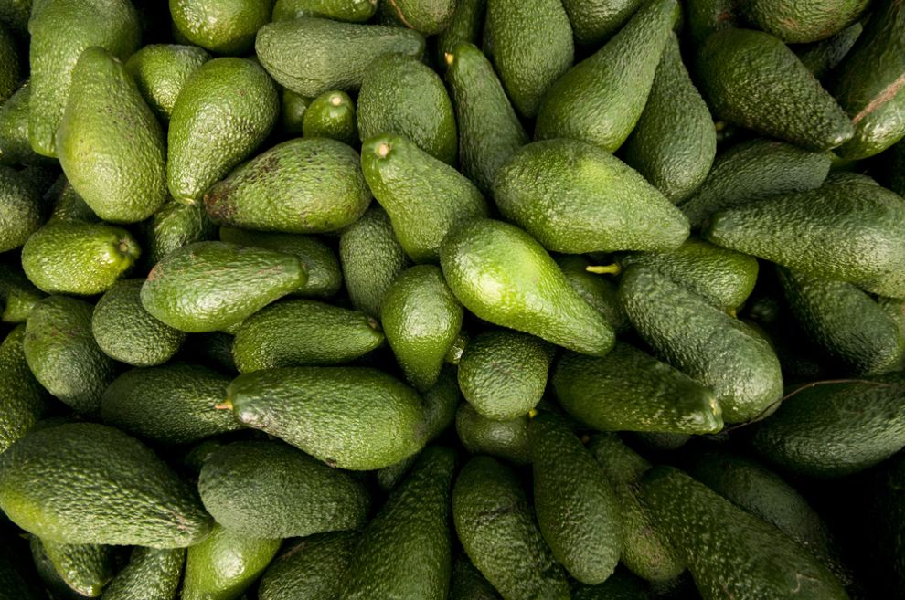  Israeli avocados are harvested in fall and winter. Photo via Shutterstock.com
