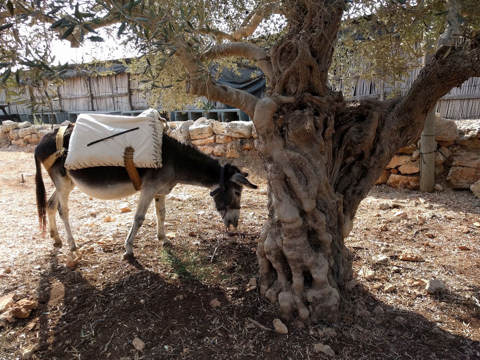 A resident donkey at Kfar Kedem. Photo by Viva Sarah Press A resident donkey at Kfar Kedem. Photo by Viva Sarah Press