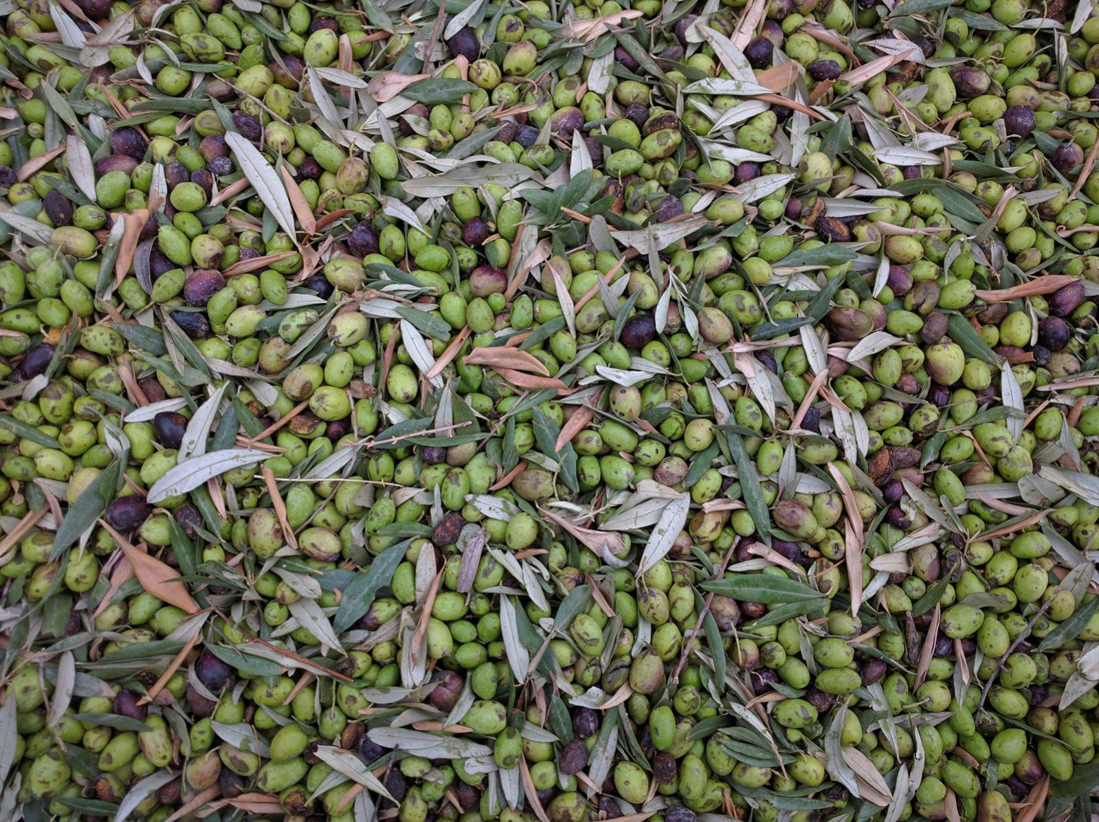 Freshly picked Galilean olives. Photo by Viva Sarah Press Freshly picked Galilean olives. Photo by Viva Sarah Press