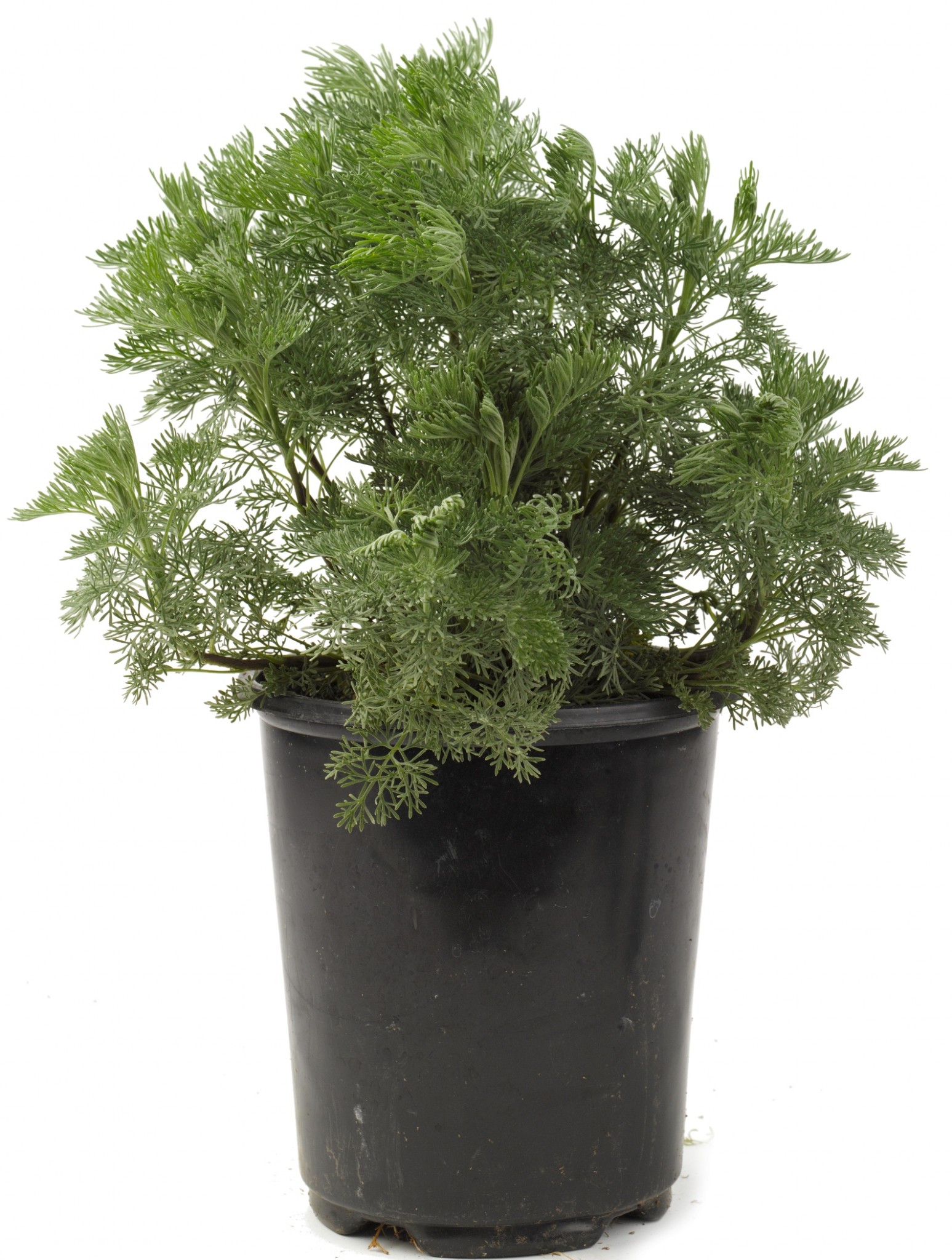 The cola plant grows well in urban gardens. Photo courtesy of Hishtil