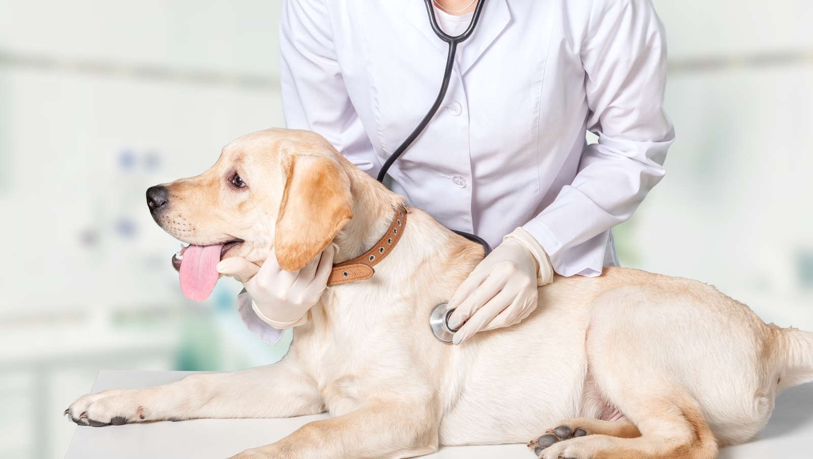 Image by Billion Photos via Shutterstock.com