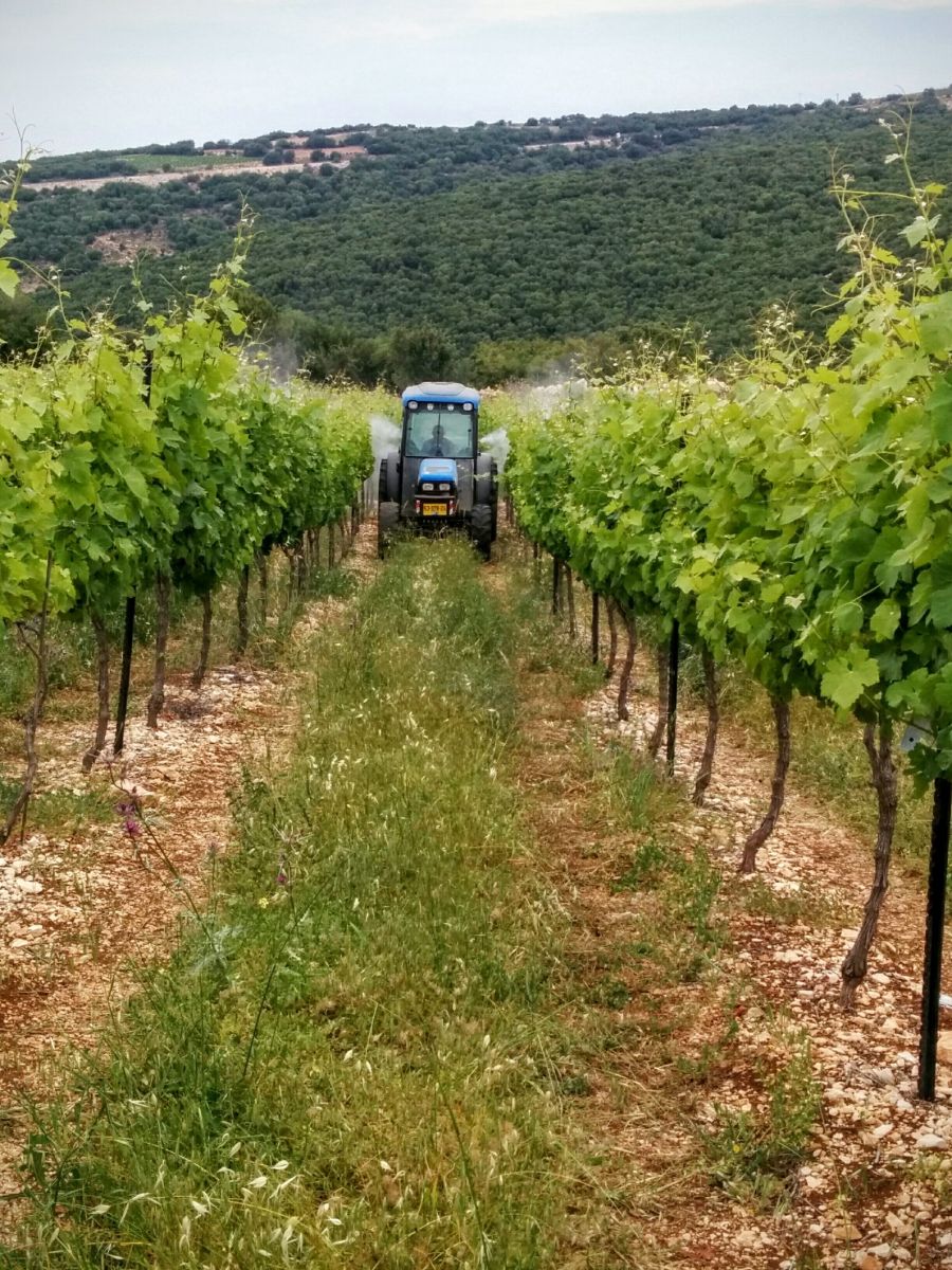 Spraying a vineyard. Photo courtesy of FieldIn