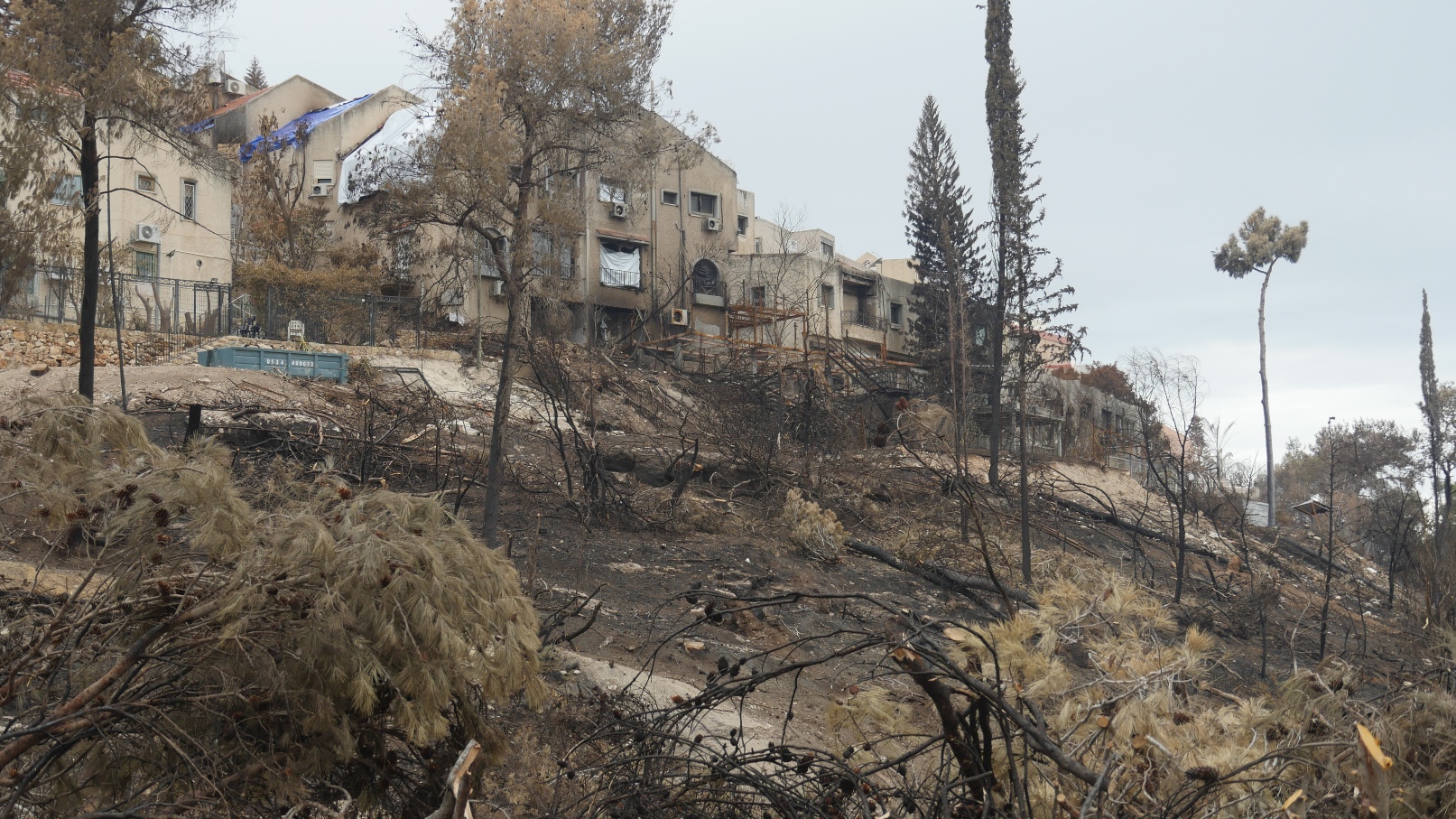 A view of scorched forest and homes in Haifa, November 2016. Photo courtesy of Haifa municipality