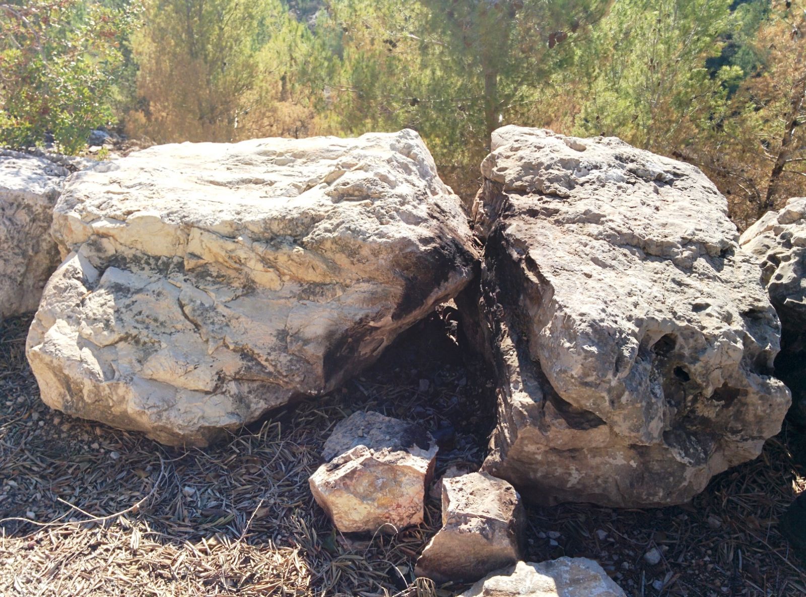 The spot in the Memorial Forest where the fire of November 23, 2016, was started inadvertently. Photo by Abigail Klein Leichman