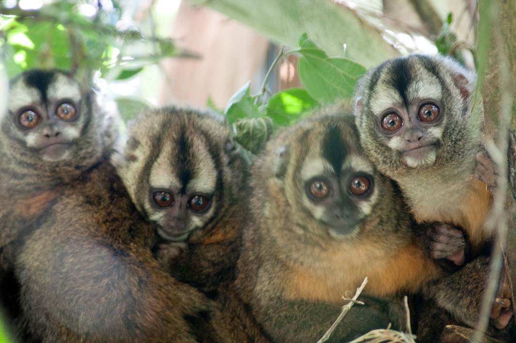 Peruvian Night Monkey. Photo via NPC