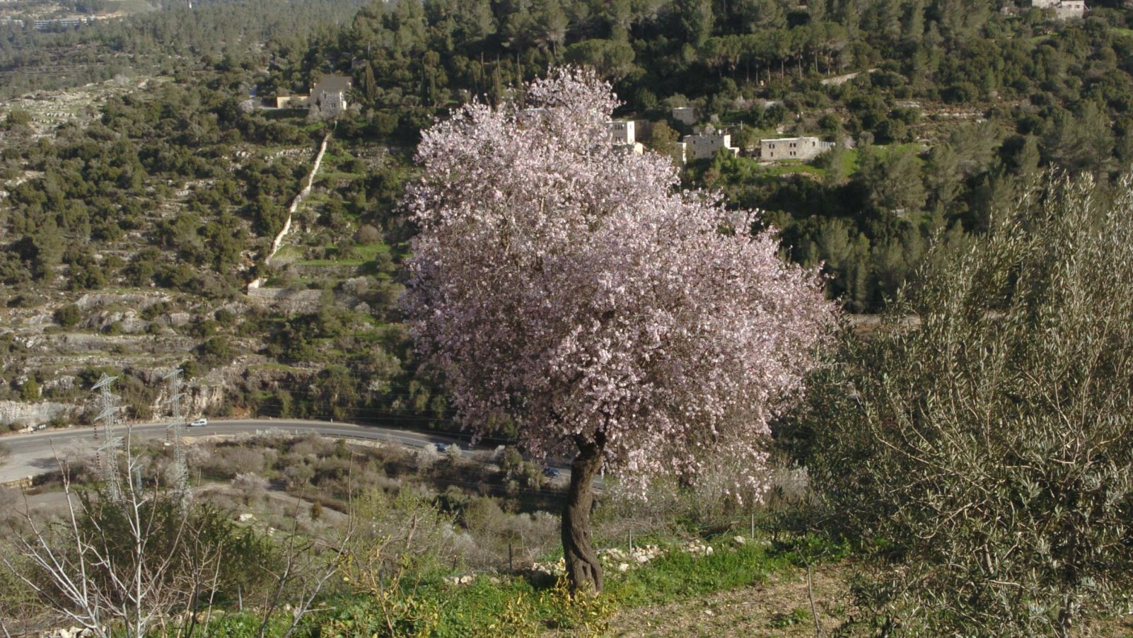 Blooming almond trees in the Elah Valley. Photo by Nati Shohat/FLASH90