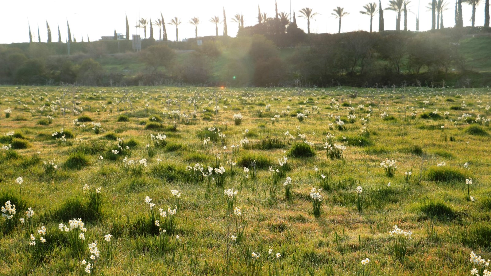 Narcissus flowers carpeting the Kishon River banks. Photo by Olga Vdov/Kishon River Authority