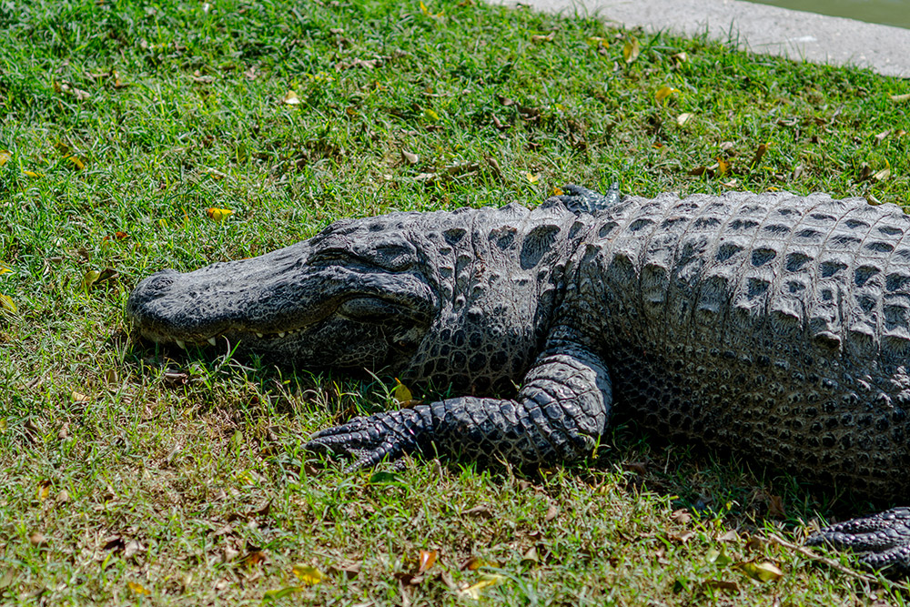 Crocodiles are one of the major attractions at Hamat Gader. Photo: courtesy Crocodiles are one of the major attractions at Hamat Gader. Photo: courtesy
