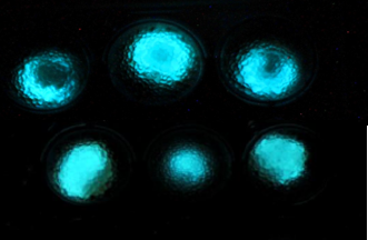 Luminous microbial beads demonstrate the fluorescent signal produced by the bacteria. Image courtesy of Hebrew University