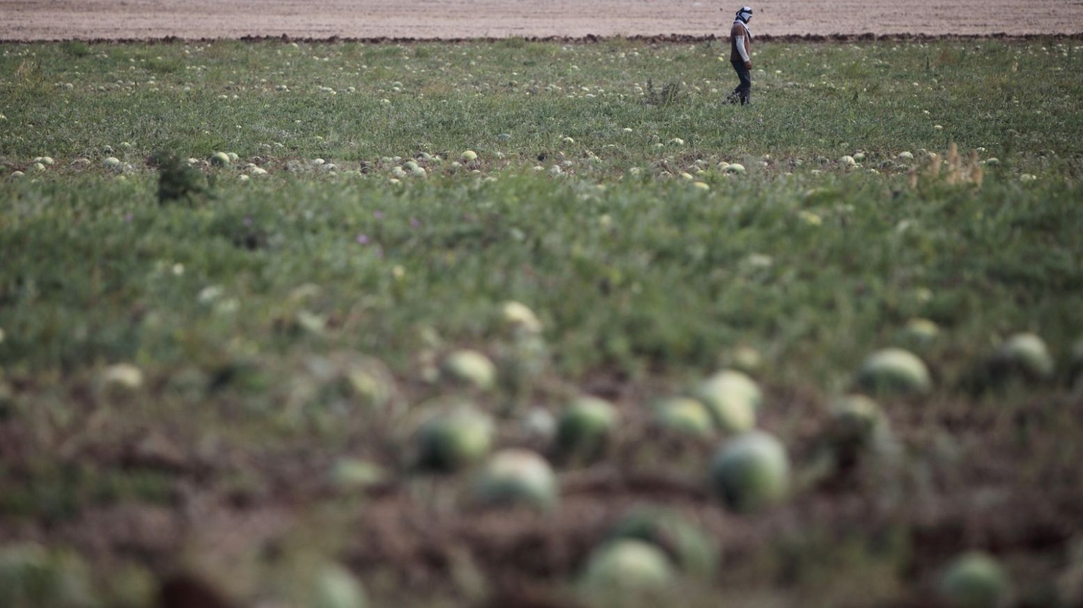 Watermelons growing in a field in the Jezreel Valley in Lower Galilee. Photo by Yaakov Naumi/FLASH90