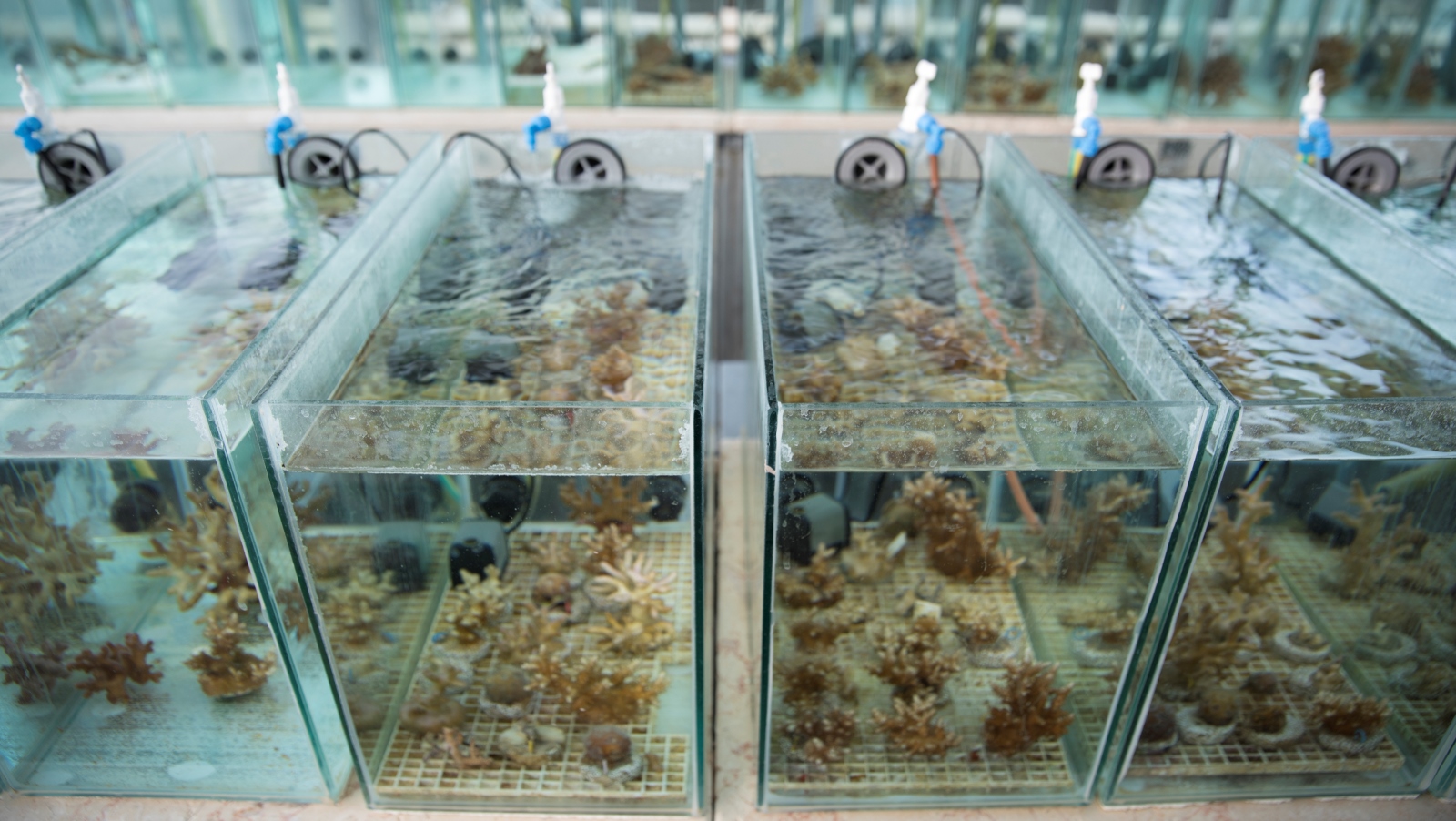Corals at the InterUniversity Institute of Marine Sciences in Israel. Photo courtesy of EPFL/Itamar Grinberg