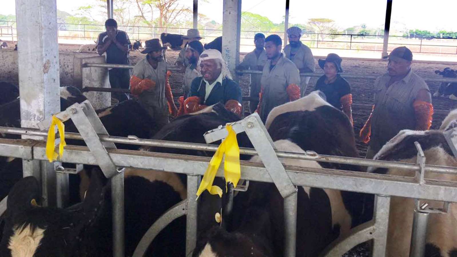 Employees being trained at the new dairy barn in Papua New Guinea. Photo courtesy of Ronen Feigenbaum