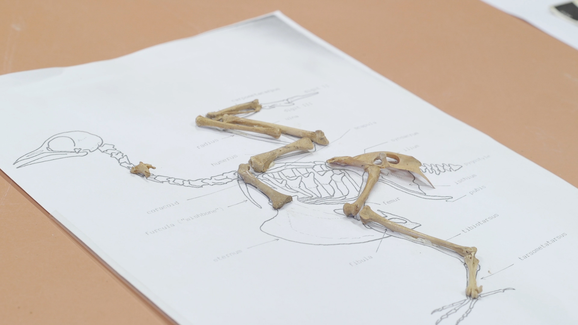 Using bones found in the Negev, researchers can determine what ancient pigeons looked like. Photo courtesy of University of Haifa
