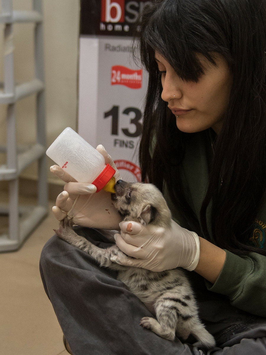 Israeli Wildlife Hospital Head Keeper Roni Elias handfeeds Luna, the orphaned baby striped hyena. Photo by Ofer Brill