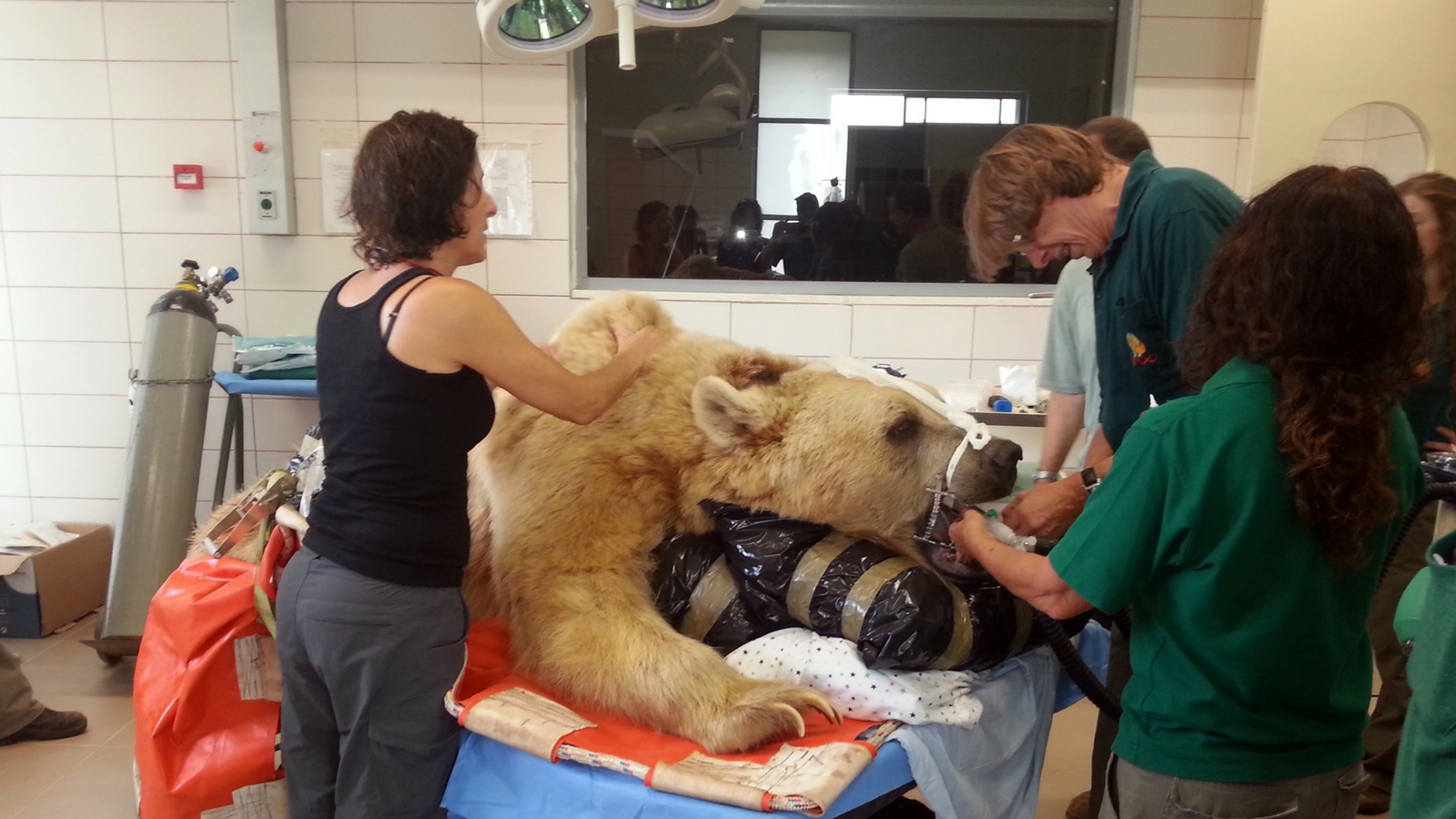 Mango, a 250kg (550-pound) Syrian brown bear with a herniated disc, rests on a bed as veterinarians and staff prepare him for surgery at the Israeli Wildlife Hospital. Photo by Ramat Gan Safari/FLASH90