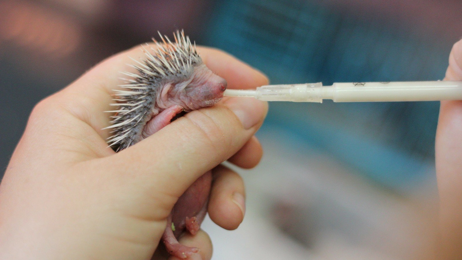 A baby hedgehog is fed and cared for at the Israeli Wildlife Hospital. Photo by Sagi Tabachnick