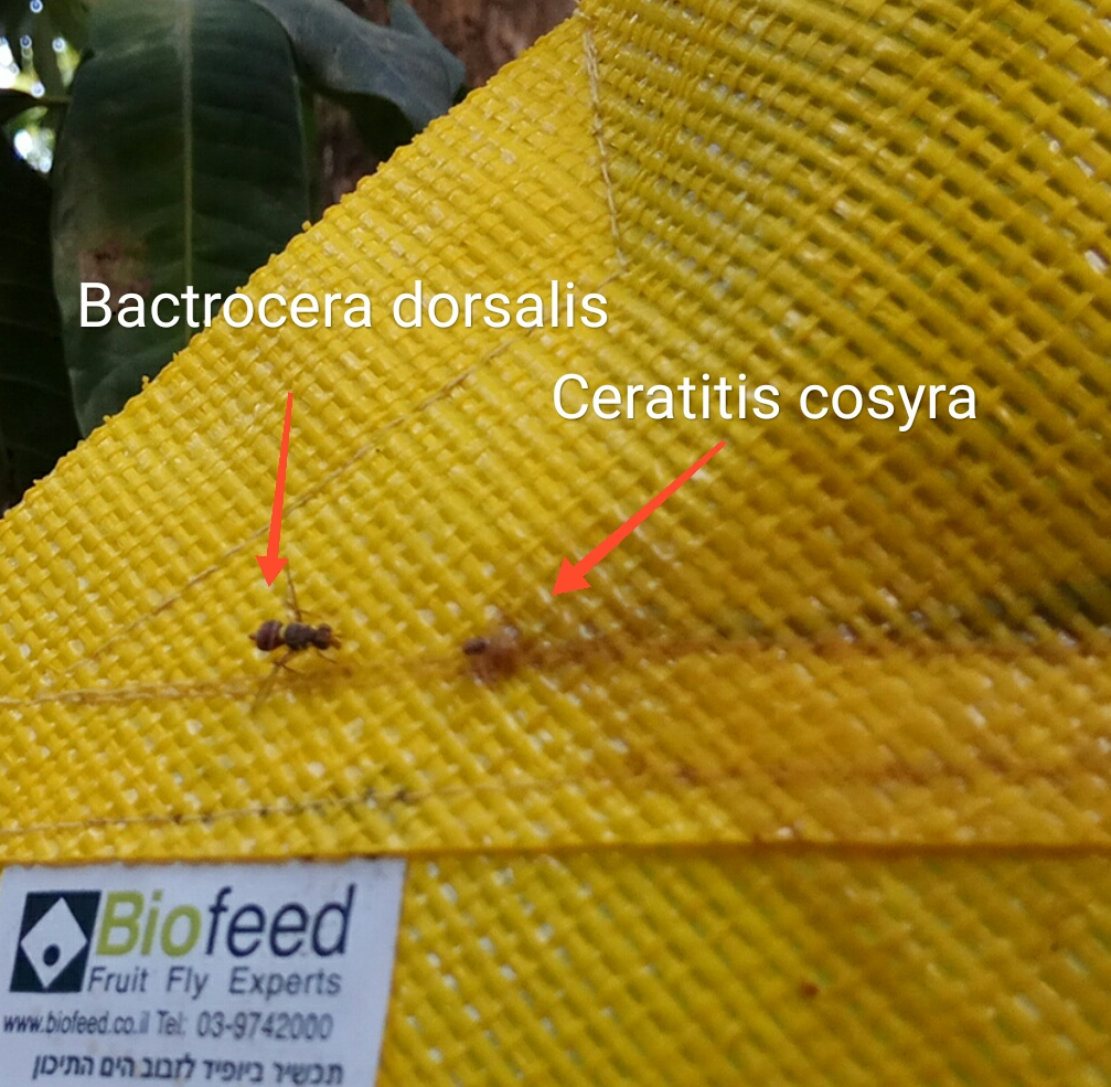 The two types of fruit flies devastating African mangos are seen here on Biofeed's CropShield device. Photo: courtesy