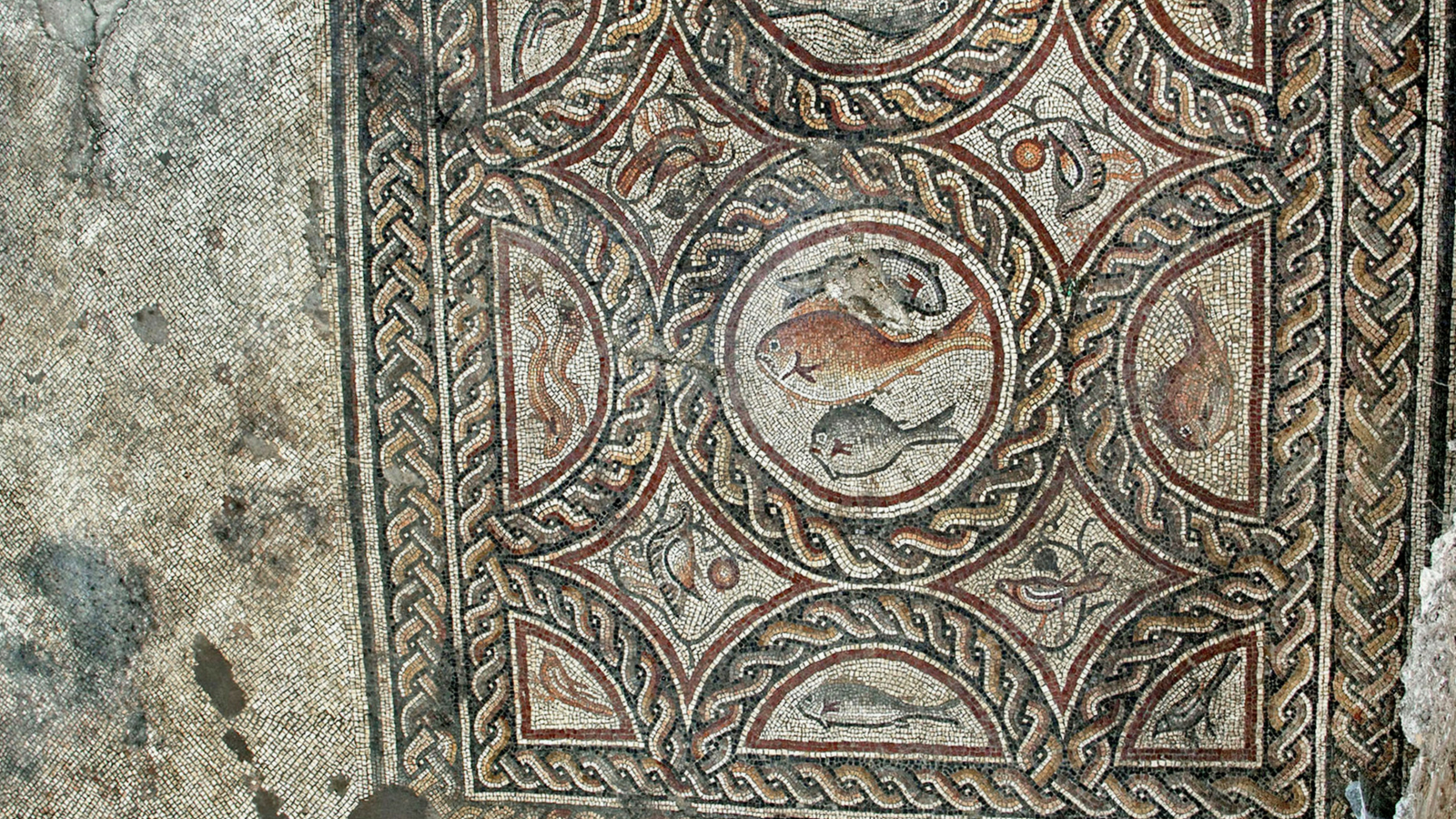 The new section of the Lod mosaic exposed recently. Photo by Niki Davidov/Israel Antiquities Authority