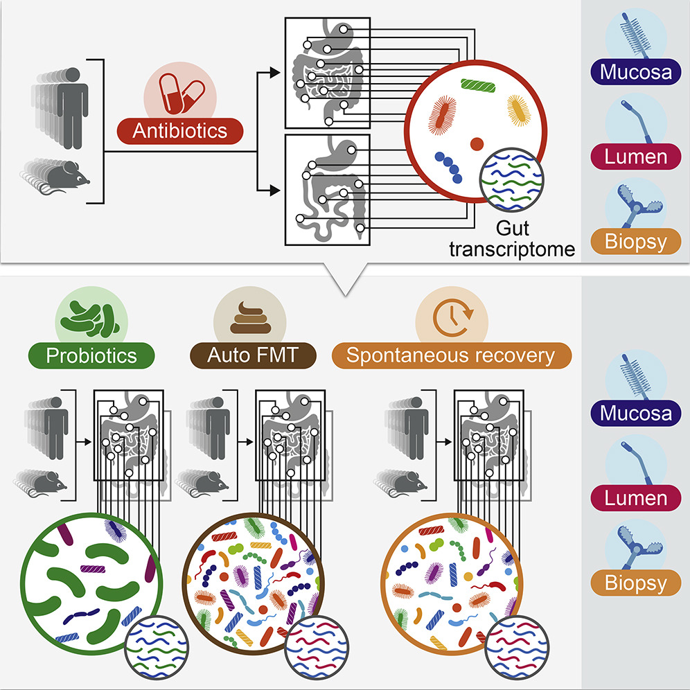 Graphic from “Post-Antibiotic Gut Mucosal Microbiome Reconstitution Is Impaired by Probiotics and Improved by Autologous FMT,” Cell, September 6, 2018.