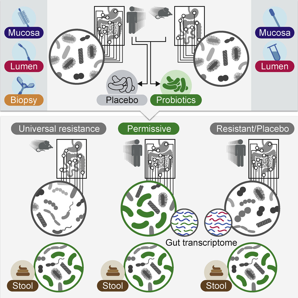 Graphic from “Personalized Gut Mucosal Colonization Resistance to Empiric Probiotics Is Associated with Unique Host and Microbiome Features,” Cell, September 6, 2018.