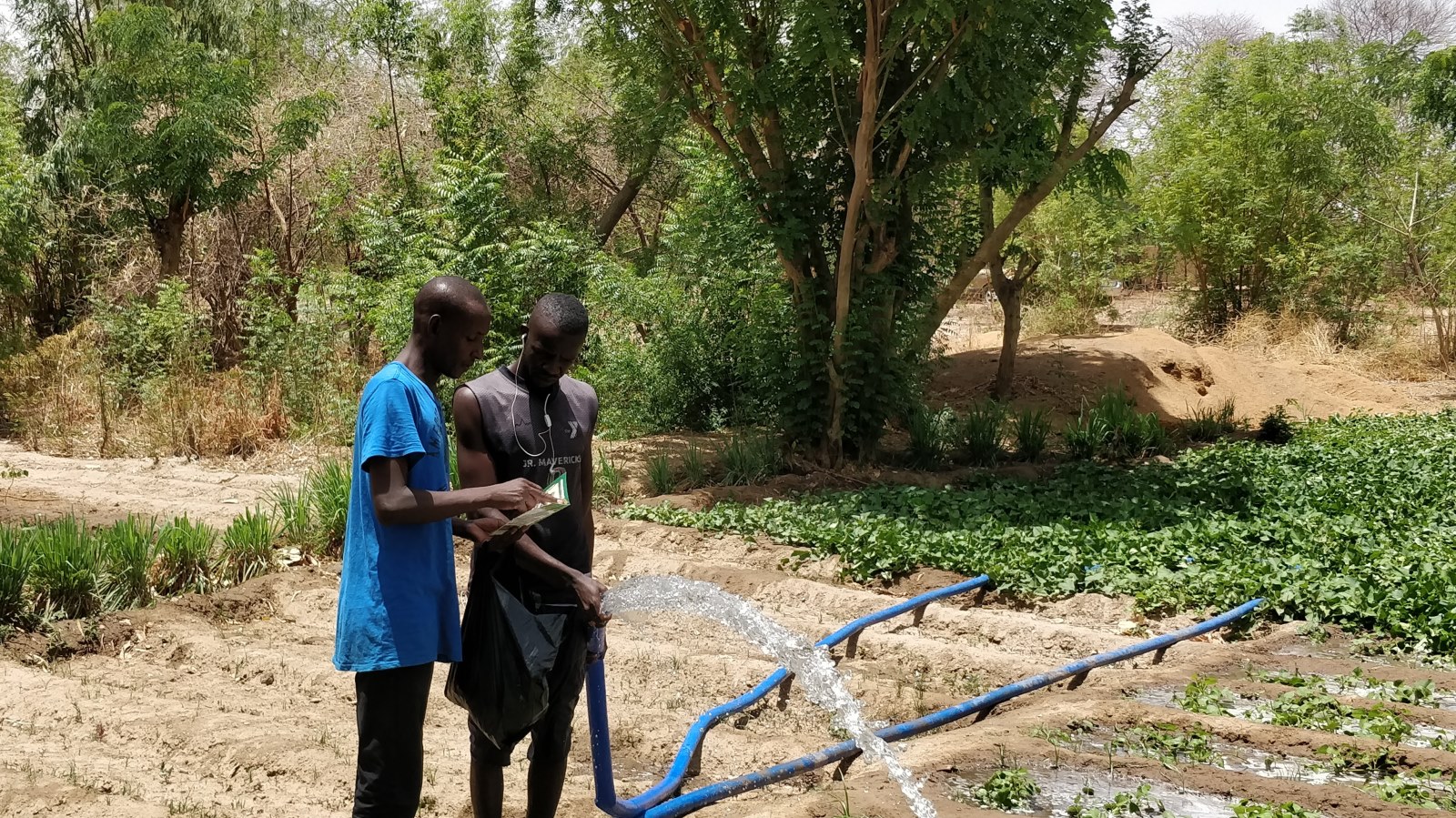 Mali farmers learning about OKO’s crop insurance. Photo: courtesy