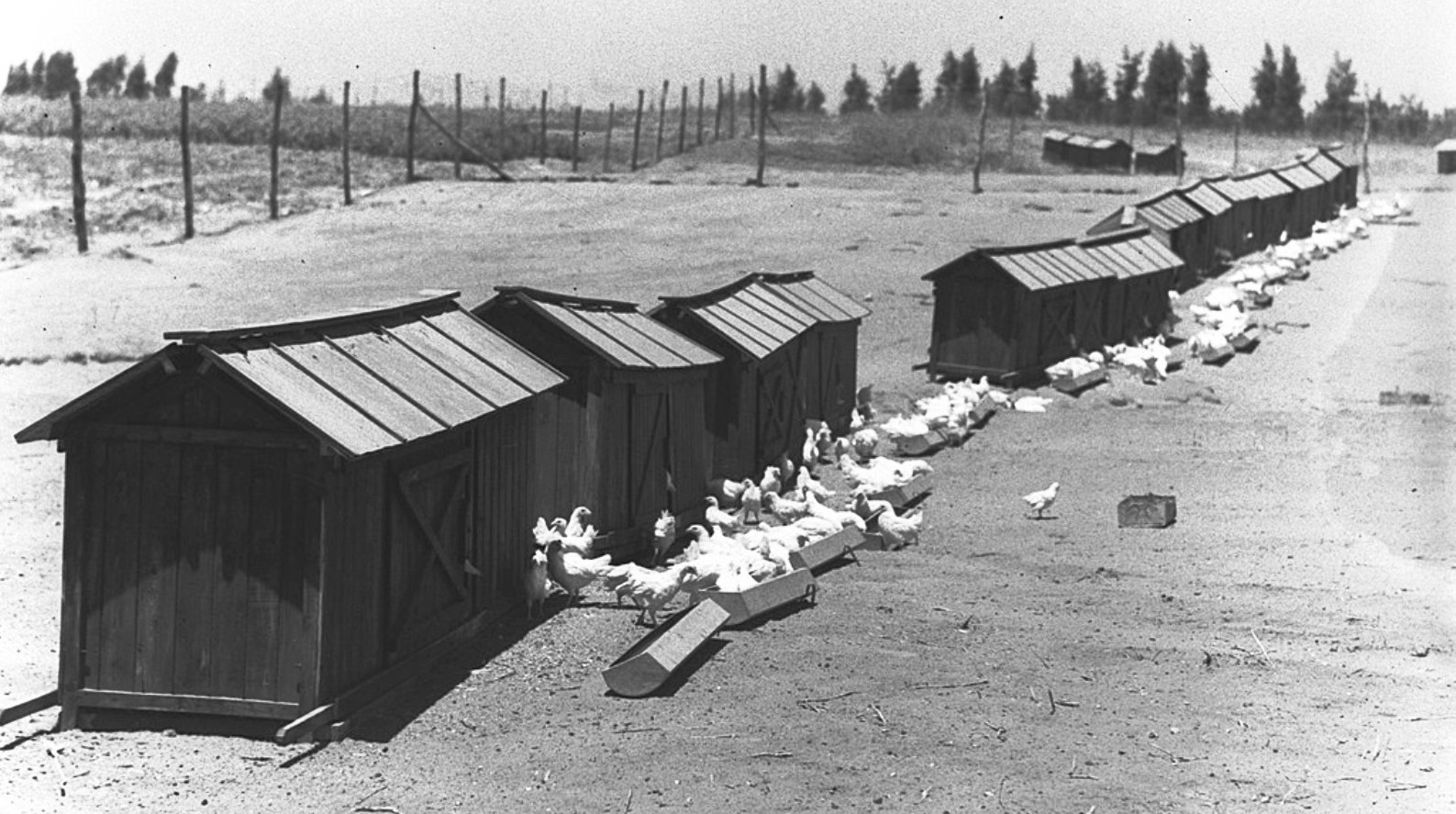 A chicken farm at Kfar Warburg, 1938. Photo by Zoltan Kluger for GPO/from the National Photo Collection of Israel A chicken farm at Kfar Warburg, 1938. Photo by Zoltan Kluger for GPO/from the National Photo Collection of Israel