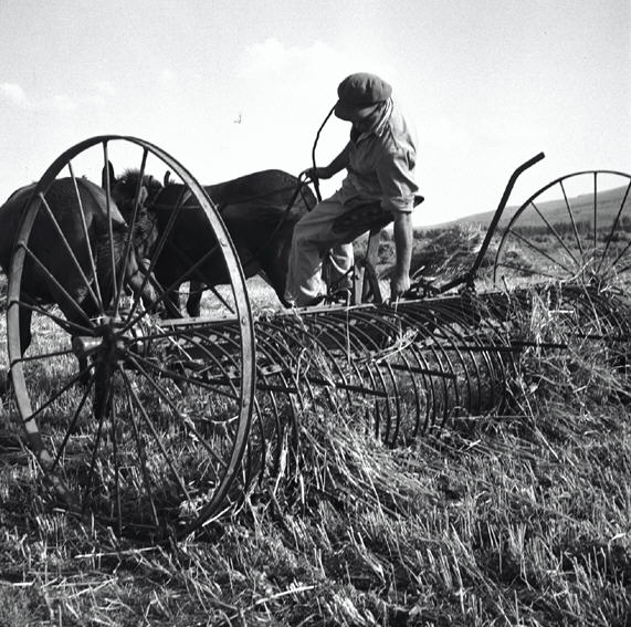Grain harvest in the Jezreel Valley, 1945. Photo by Yaakov Rosner for KKL-JNF