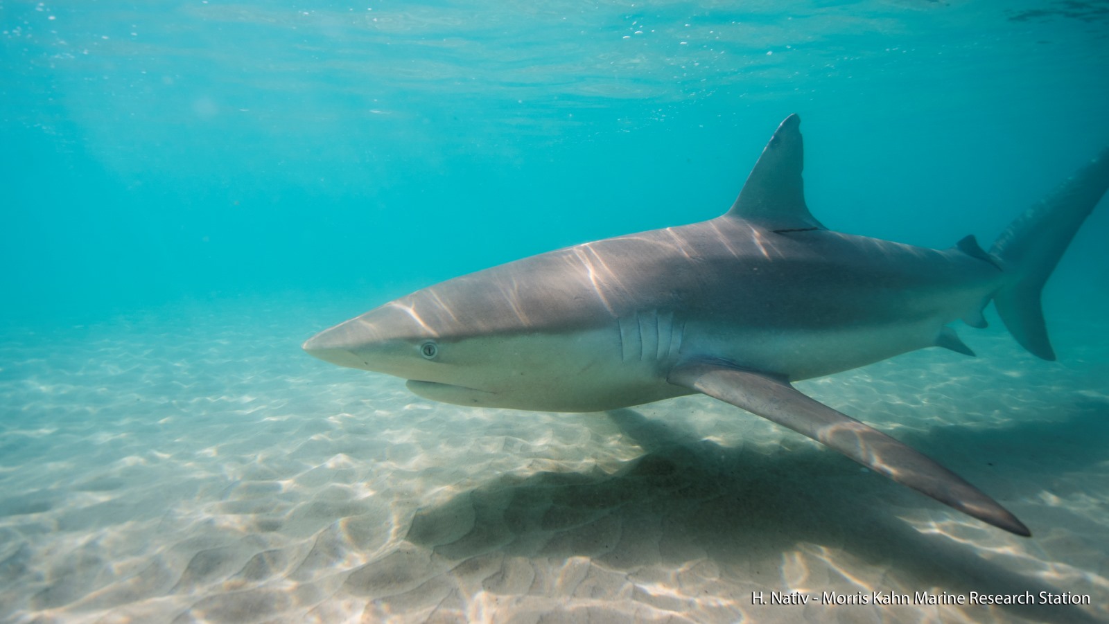 One of the dozens of sharks that gather near the Israeli coast each winter. Photo by Hagai Nativ/Morris Kahn Marine Research Station/University of Haifa