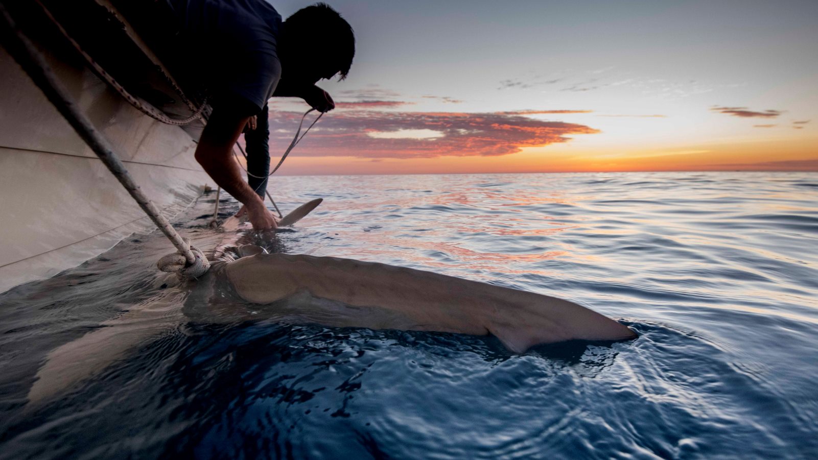 Eyal Bigal of the Top Predator Laboratory in Haifa tying a shark to the side of his boat to tag it for monitoring. Photo by Hagai Nativ/Morris Kahn Marine Research Station/University of Haifa