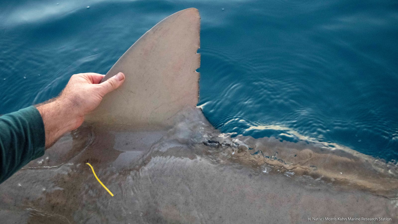A spaghetti tag on a shark fin off the coast of Hadera. Photo by Hagai Nativ/Morris Kahn Marine Research Station/University of Haifa