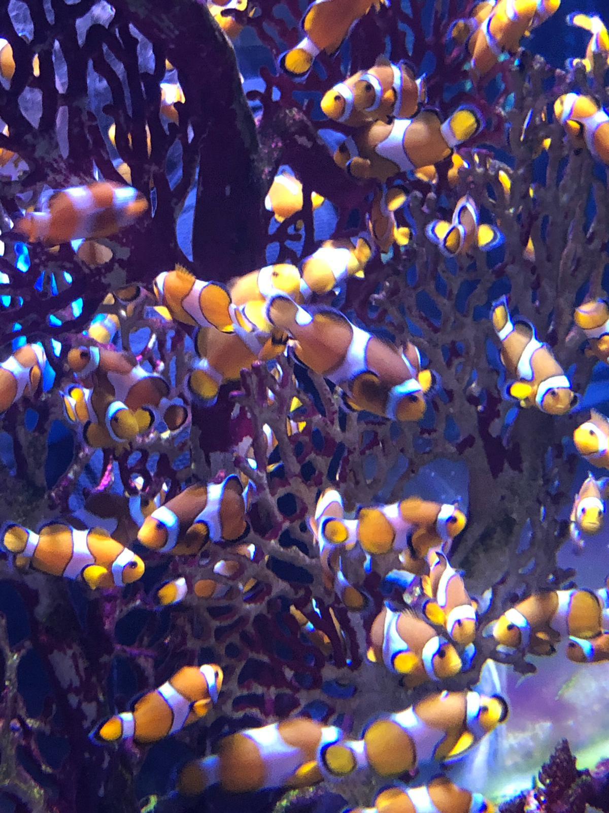 Clownfish at Jerusalem’s Gottesman Family Israel Aquarium. Israel Aquarium. Photo by Omri Emodi