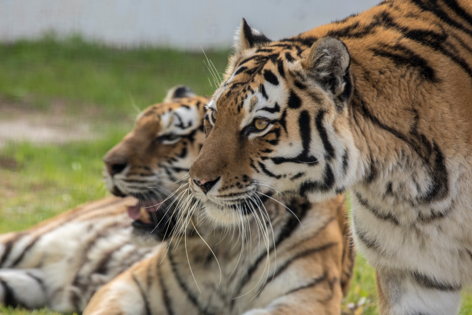 Resident tigers at Hai Park, Kiryat Motzkin. Photo: courtesy