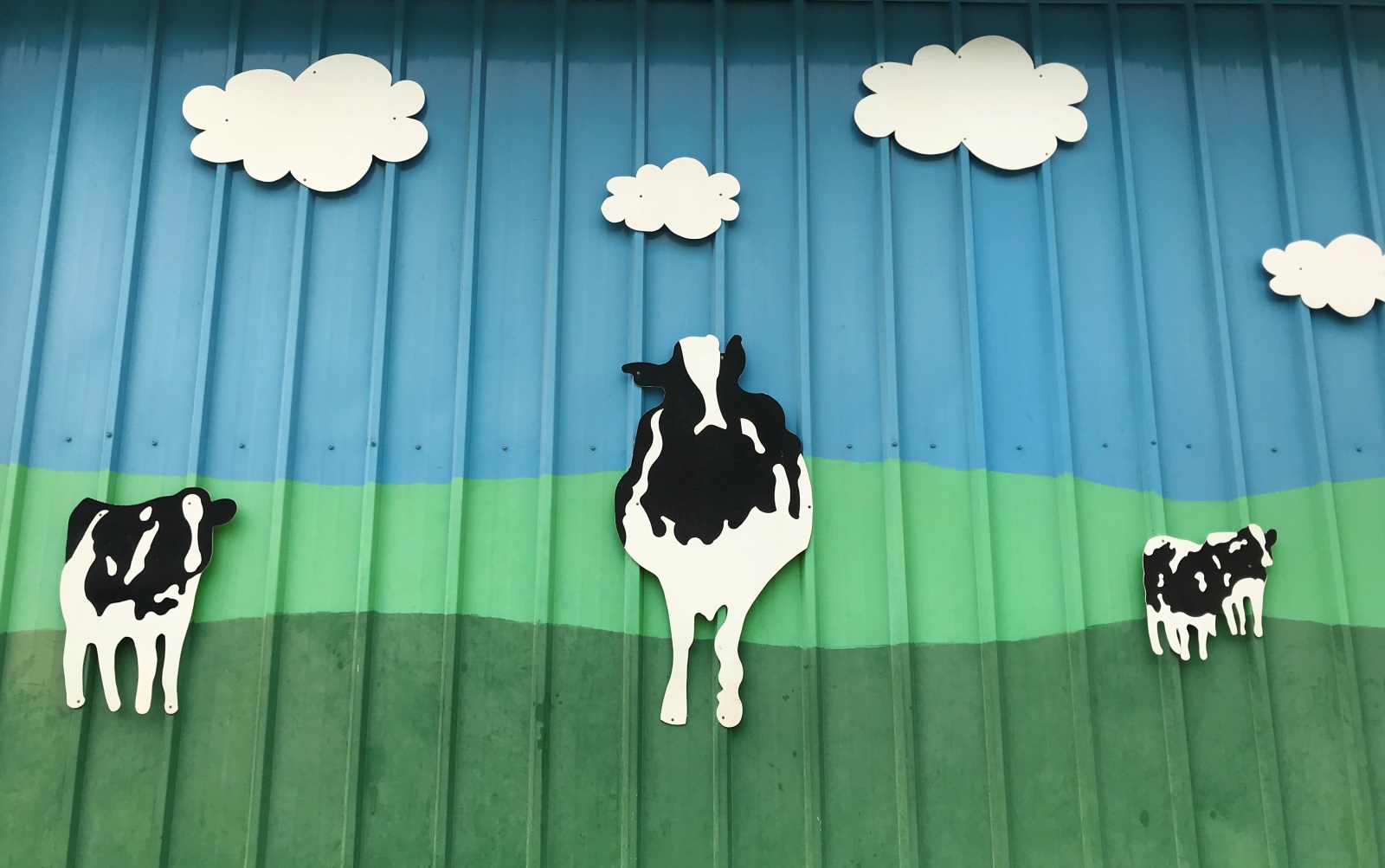 The world's most recognizable cows, this time in southern Israel. Photo by Naama Barak