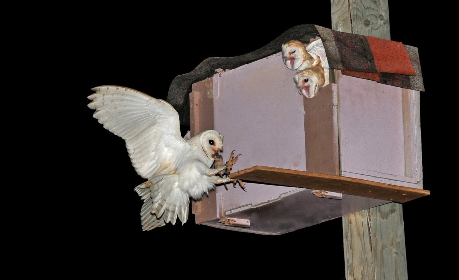 Barn-owl nesting boxes. Photo by Amir Ezer