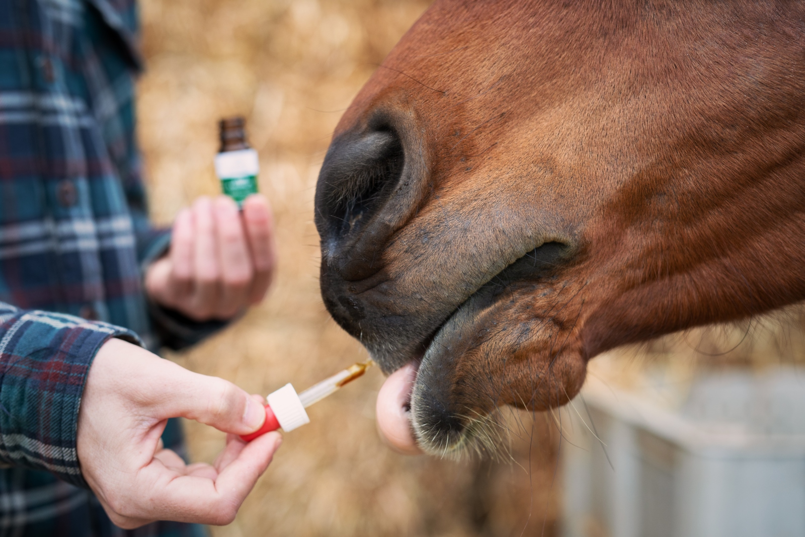 A horse getting a dose of Weedley CBD oil to ease a chronic skin condition. Photo by Elinor Roizman