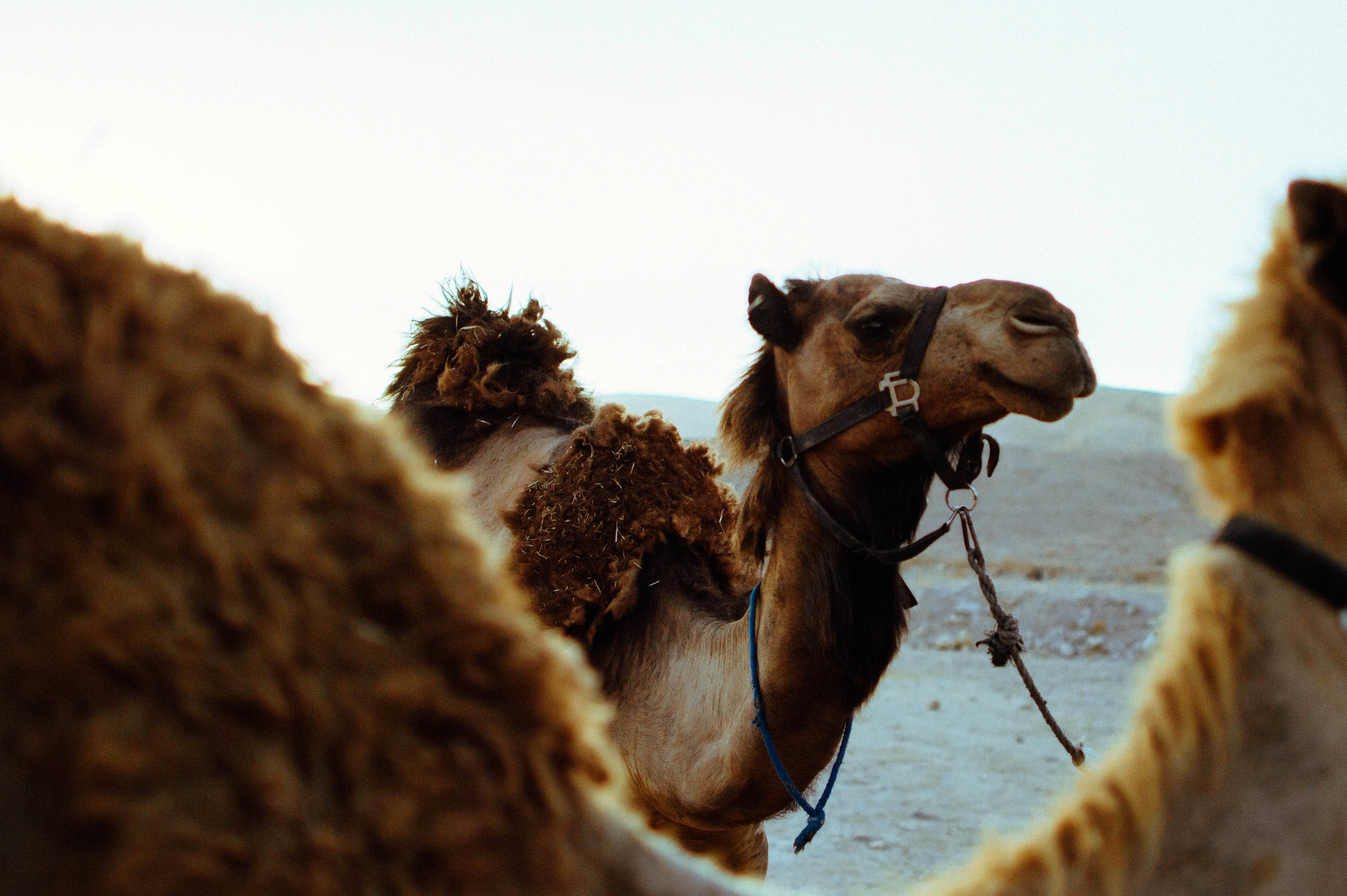 Camels at Kfar Hanokdim, by Phillip Bindeman