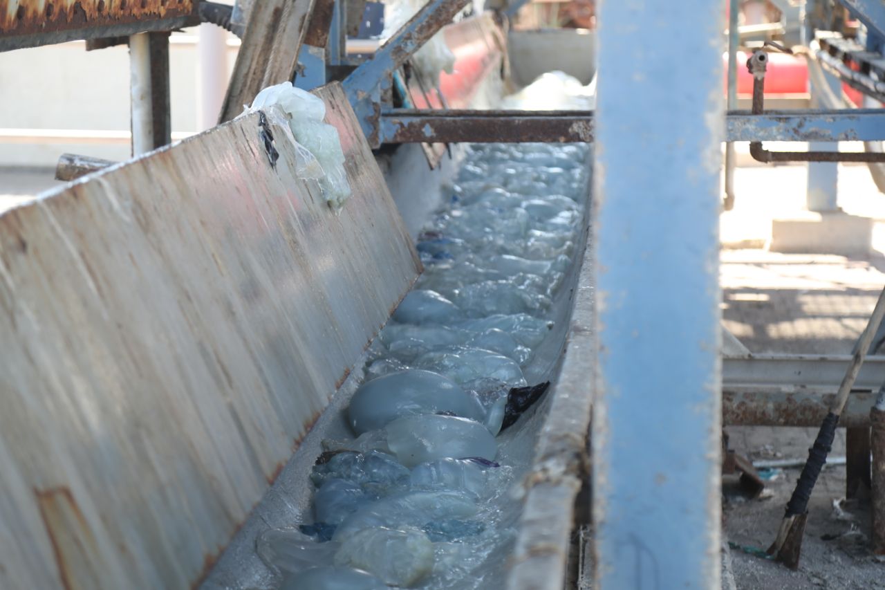 Jellyfish clogging the drains are a real headache for Israel's electric company. Photo by Yossi Weiss/IEC