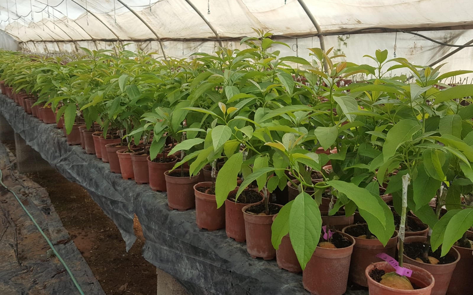 Israeli avocado cultivars that were to be shipped to India but had to be cancelled due to delays. Photo: courtesy