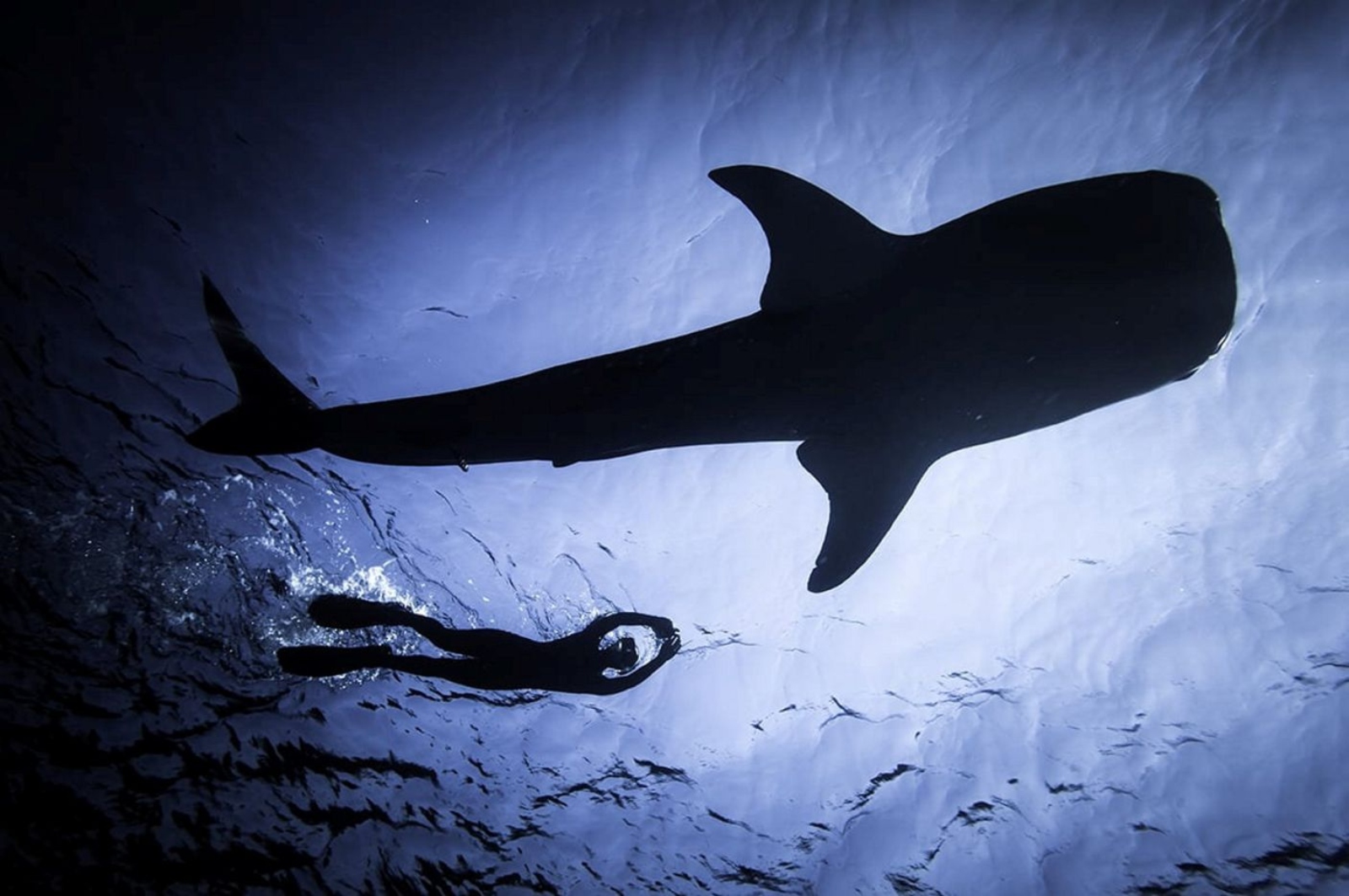 A whale shark in the Gulf of Eilat, July 30, 2019. Israel Nature and Parks Authority