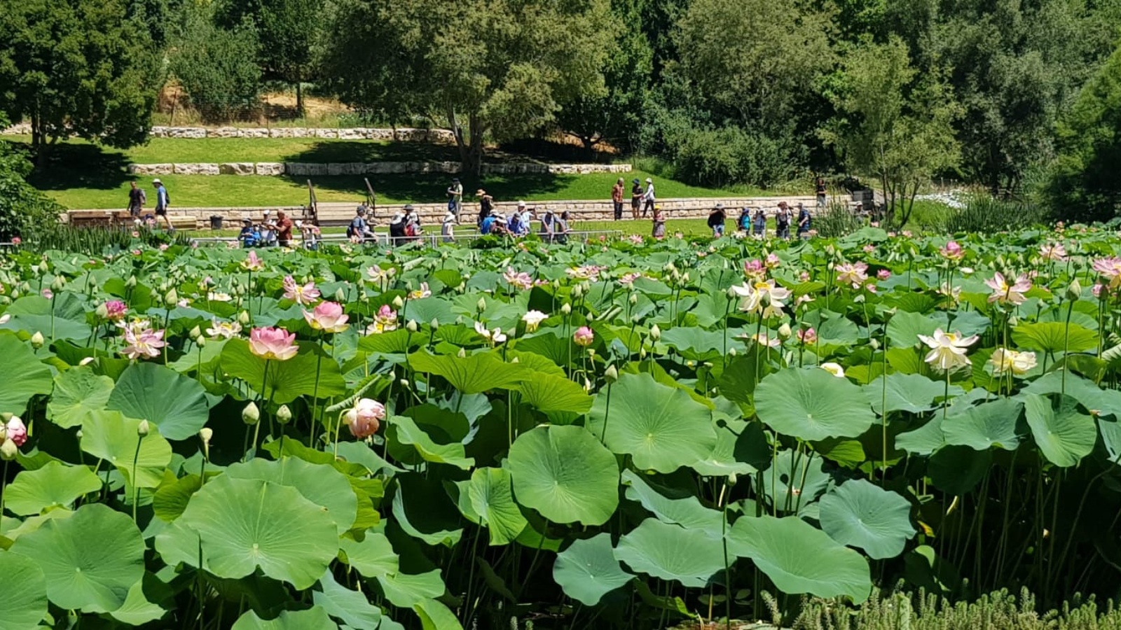 Jerusalem Botanical Gardens photo by Tzvia Adler
