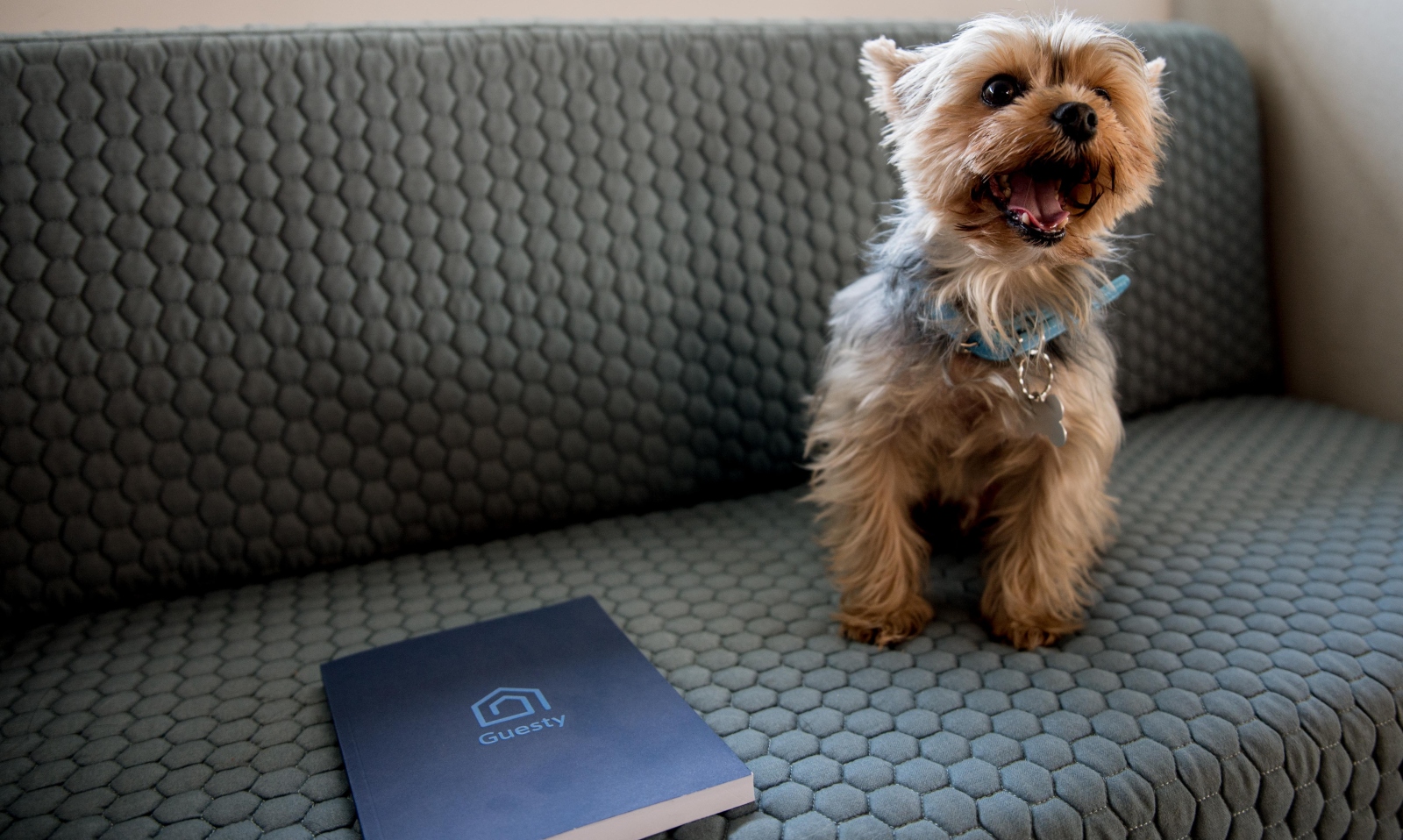 A dog day at Guesty HQ for Romeo. Photo by Ori Ronit
