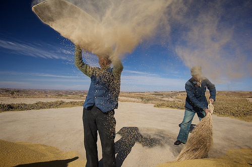 Chaff rises in a cloud when wheat is threshed. Photo: courtesy