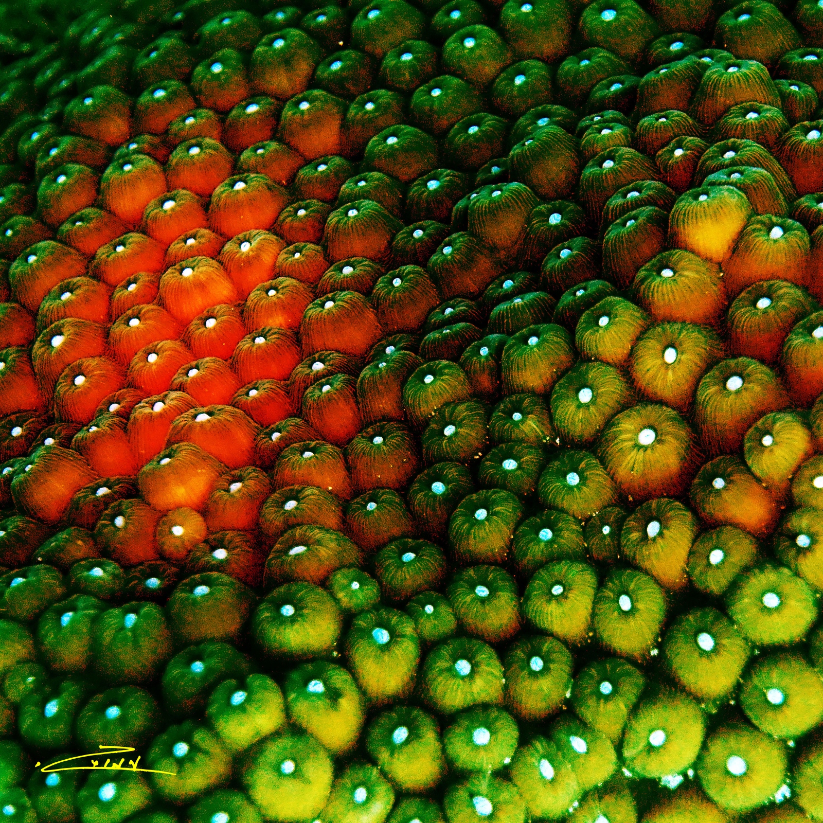 Sea life in Curacao. Photo by Amos Gazit